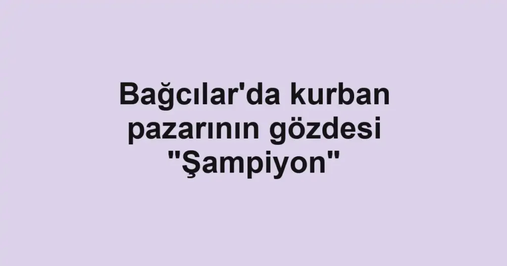 Bağcılar'da kurban pazarının gözdesi "Şampiyon"