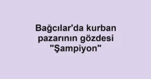 Bağcılar'da kurban pazarının gözdesi "Şampiyon"