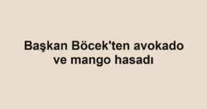 Başkan Böcek'ten avokado ve mango hasadı