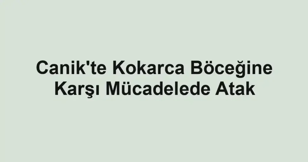 Canik'te Kokarca Böceğine Karşı Mücadelede Atak