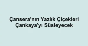 Çansera'nın Yazlık Çiçekleri Çankaya'yı Süsleyecek