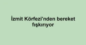 İzmit Körfezi'nden bereket fışkırıyor