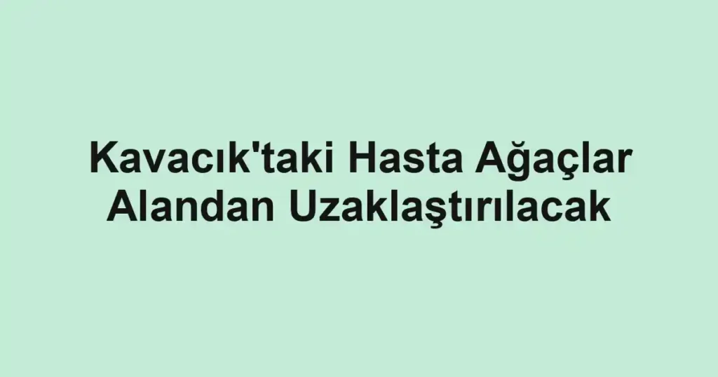 Kavacık'taki Hasta Ağaçlar Alandan Uzaklaştırılacak