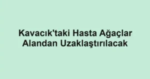 Kavacık'taki Hasta Ağaçlar Alandan Uzaklaştırılacak