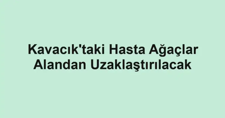 Kavacık'taki Hasta Ağaçlar Alandan Uzaklaştırılacak