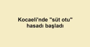 Kocaeli'nde "süt otu" hasadı başladı