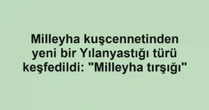 Milleyha kuşcennetinden yeni bir Yılanyastığı türü keşfedildi: "Milleyha tırşığı"