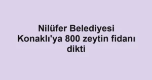 Nilüfer Belediyesi Konaklı'ya 800 zeytin fidanı dikti
