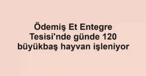 Ödemiş Et Entegre Tesisi'nde günde 120 büyükbaş hayvan işleniyor